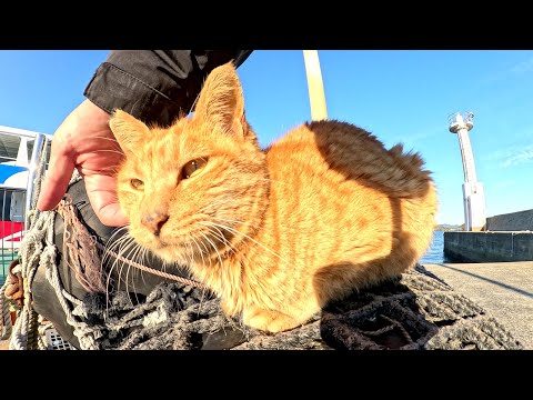 When I went to the fishing port, cute cats welcomed me.