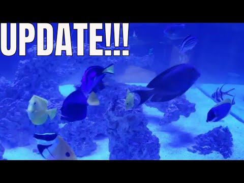 ACANTHURUS ACHILLES UPDATE