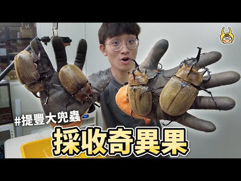 開挖大兜蟲！兩年的心血收成，陽長臂金龜成蟲啦！【飼育屋】