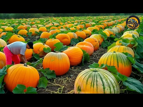 The Most Modern Agriculture Machines That Are At Another Level , How To Pumpkins In Farm