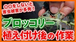 家庭菜園や農園のブロッコリー栽培は◯〇しないと害虫被害が多発！？植え付け後の重要作業や害虫対策などブロッコリーの育て方！【農家直伝】Tips for growing broccoli.