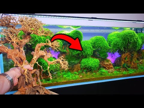 The Video YOU Wanted To Watch! - Ancient Gardens Planted Aquarium