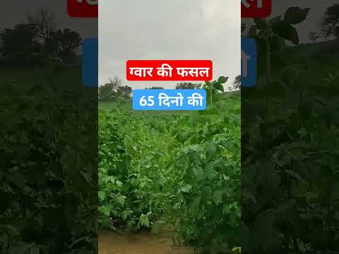 gawar ki fasal 65 days #gawar #kisan #kheti