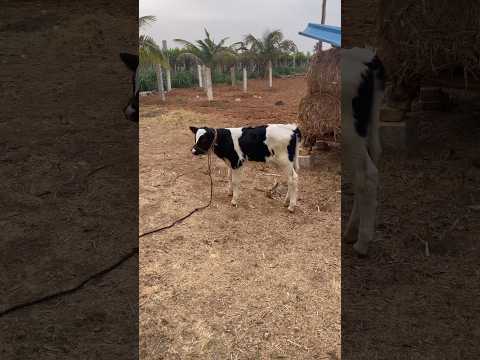 Baby cow dance #babycowvideos #cowsong #cows #song #music #movie #telugu #shortfeed #rrr #cowcows