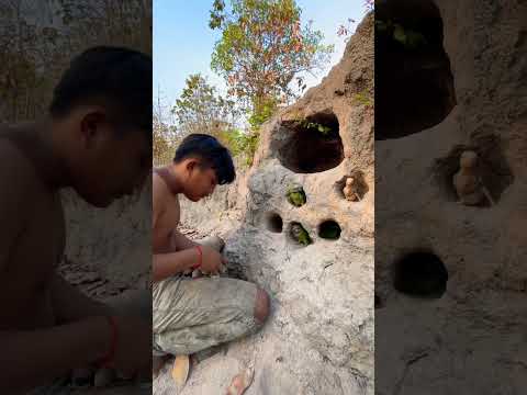 Wow  parrot in underground Part  04 #shorts #shortvideo #wildlife