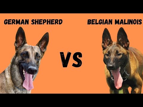 GERMAN SHEPHERD VS BELGIAN MALINOIS WHICH BREED IS RIGHT FOR YOU?