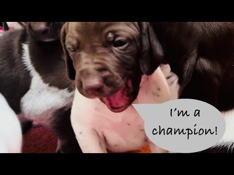 DAY 19!  Cutest German Shorthair Pointer Puppies EVER!   Best in the West!   Puppy love 💗