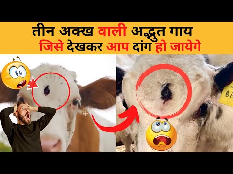 तीन आँखों 👀 वाली अद्भुत😳 गाय🐮 जिसे देखकर आप दंग  हो जाएंगे 😨😱#Factsinhindi