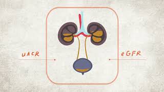 What are your Kidney Numbers? uACR and eGFR Explained | CKD Heat Map | NKF