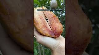 How to tell when Sapodilla is Ripe