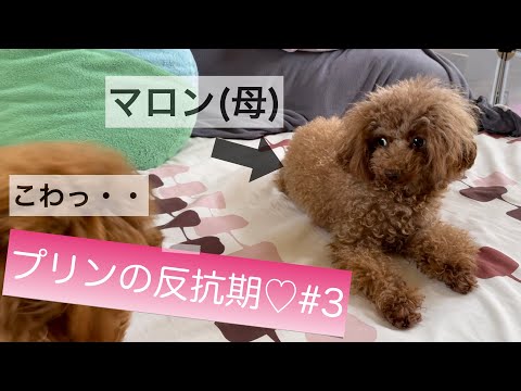 トイプードルの子犬が、父犬に相手にされないので母犬に戦いを挑んでみた！【プリンの反抗期♡#3】