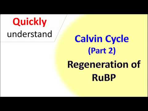 Calvin cycle (part 2) regeneration of RuBP