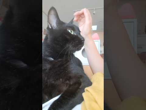 2匹の黒猫の甘え方の違い#shorts #猫のいる暮らし #黒猫