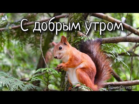 С добрым утром ☀️ Музыкальная открытка