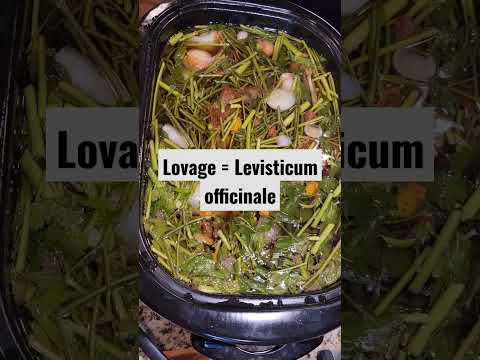 Making bone broth with lovage