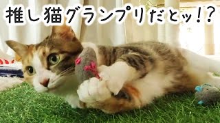 元野良猫ゆきちさん、推し猫グランプリにノミネートするってよ