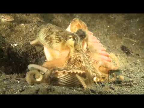 Pelagic Productions - Coconut Shell Octopus - North Sulawesi, Indonesia