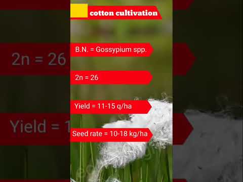 Cultivation of cotton #agriculture  #cultivation