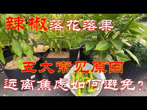 【渔耕笔记】种辣椒 | 导致辣椒青椒落花落果常见五大原因及应对实现高产