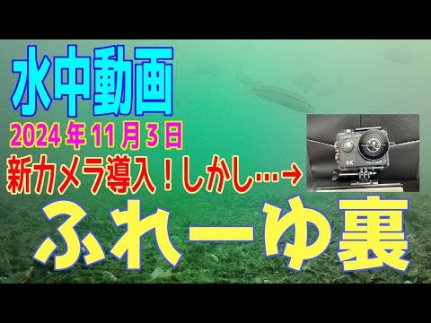 水中動画（2024年11月3日）in　ふれーゆ裏