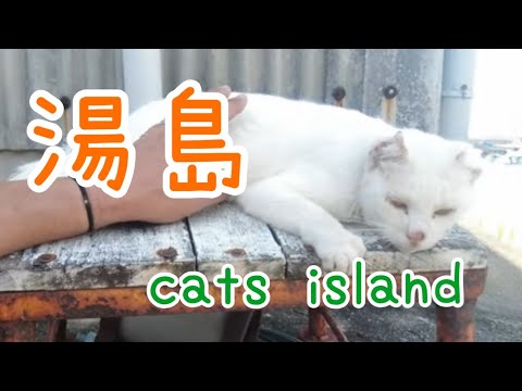 白黒ギャングと耳が短い猫　Black and white gangster and short-eared cat【湯島】【夏休み2024】【猫島巡り】