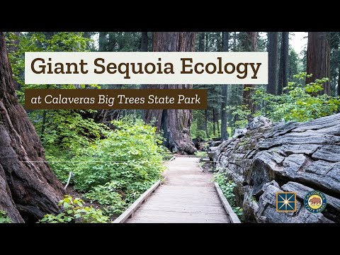 Giant Sequoia Ecology at Calaveras Big Trees State Park