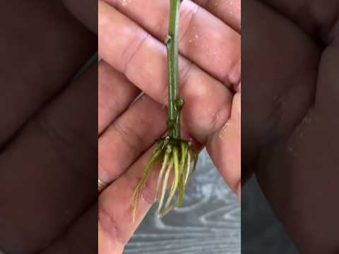 ZZ PLANT CUTTING TRANSPLANT TO SOIL