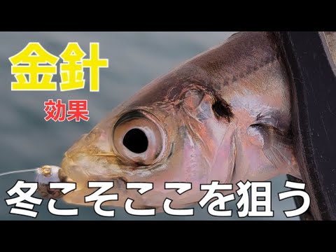 昼にアジングで釣れないと困ったらジグ単フックのアピール効果で釣果を伸ばす