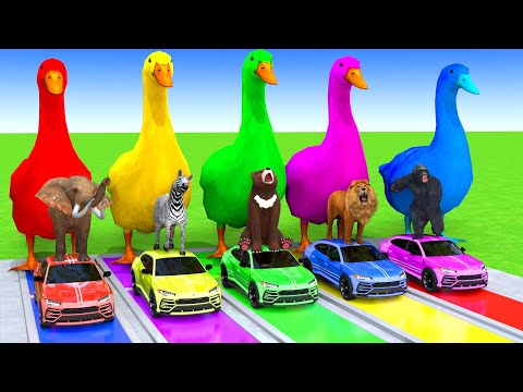 5 Giant Duck Cartoon,Cow,Elephant,Tiger,Lion,Dinosaur,Paint Wild Animals Crossing Fountain Animation