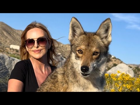 THE COYDOG - 'COYOTE HYBRID' DOG - Miniature NorthAID