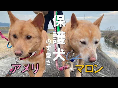 【保護犬の可愛いさ】アメリとマロンがお泊り。この後アメリには家族ができました