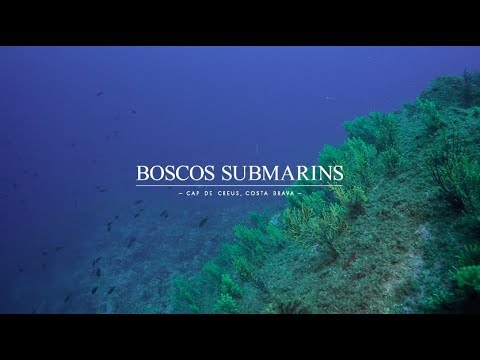 Boscos submarins  | Estrella Damm 2019