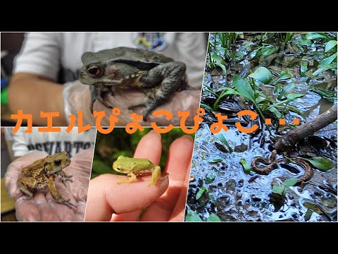 真夏の自然観察　憧れのカエルたち