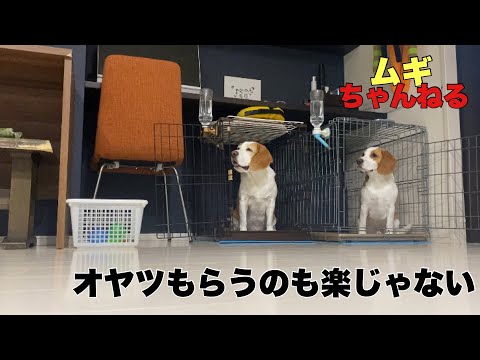 【ビーグル】ムギとでん動画2本立て