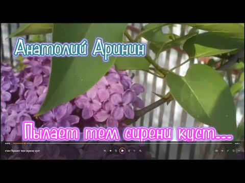 Стих "Пылает тем сирени куст..." - Анатолий Аринин