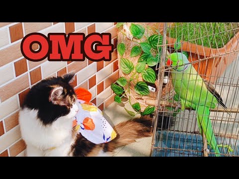 Naughty cat's sweet friend🤣#funnupets #trending #cat #foryou #youtubevideo