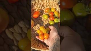 Harvesting Fruits and Vegetables | Fresh Tomato Harvest | Amazing Organic Techniques