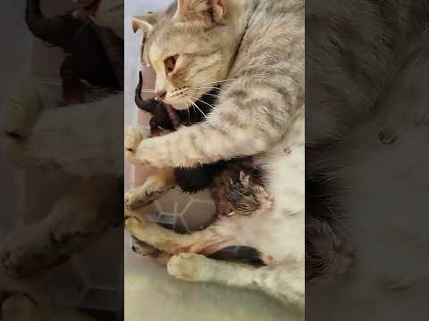 ママ猫と新しい子猫たち mama cat and her newborn kittens #cat #kitten #ねこ #猫 #子猫  #こねこ #고양이 #kucing