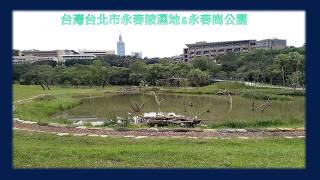 台灣台北市永春陂濕地&永春崗公園 Yong Chun Pi Wetland & Yong Chun Gang Park, Taipei, Taiwan 20200426 (永春捷運站/台北行程)