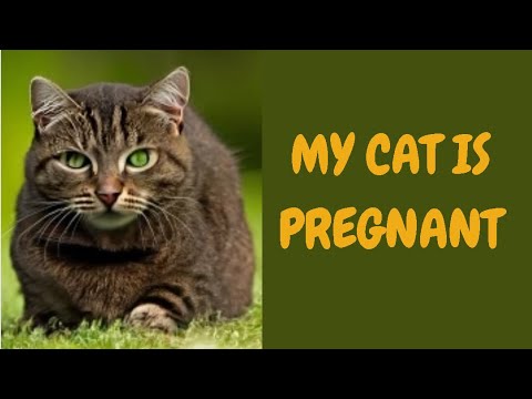 My Cat is Pregnant