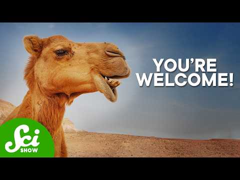 Why We Need Camels To Treat Cancer