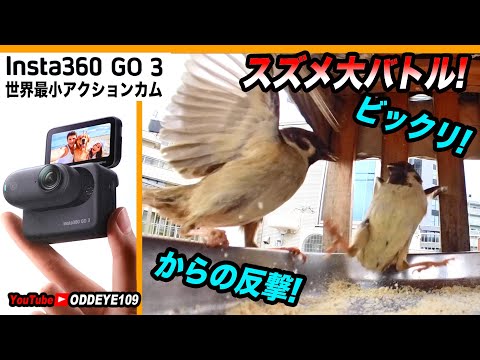 スズメの大バトル! ビックリからの一周回って反撃! Insta360 GO 3 で接近置き撮り