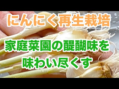 冬のにんにく再生栽培｜家庭菜園の醍醐味を味わい尽くす