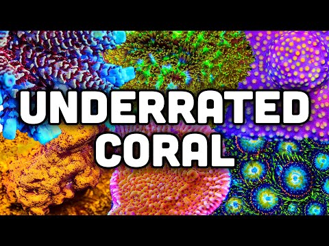 Ten Top Shelf Underrated Corals! Farm Grown, Vibrant Colors, and More!