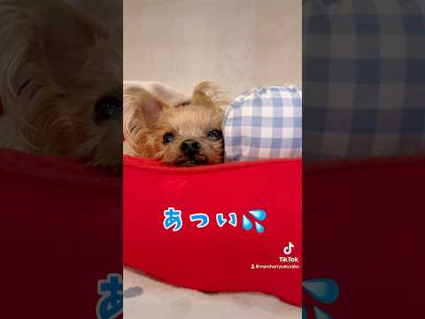 【ペット食育士 シニア犬】6月ってこんなに暑かったかな⁉️アイスが食べたい愛犬🐶🩷🐶 #犬のいる暮らし #可愛いわんこ #お散歩 #癒しワンコ #dog #いやしわんこ #わんちゃん