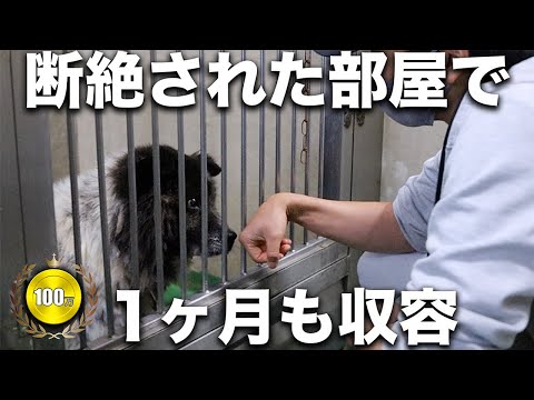 【Unthinkable】We Managed to Rescue a Dog That Was Isolated Due to Its Deemed Danger.