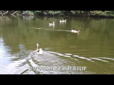 大溪版雲山水｜豆麥埤塘生態公園｜大溪新祕境｜李希去走走