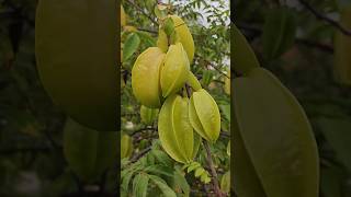 Today harvest#star fruit#gardeningharvest#16.11.2024#shorts