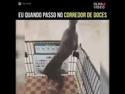 Cão no supermercado (com bateria de escola de samba)