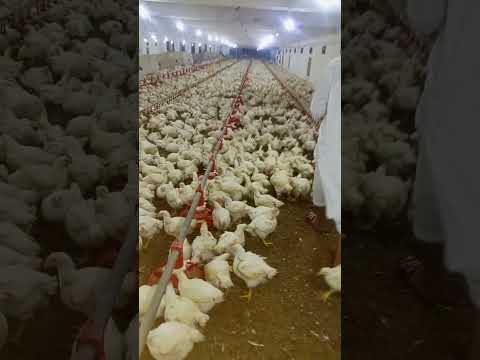 poultry farm #broilerchick  #murgifarm #henfarm #broiler_poultry_farm